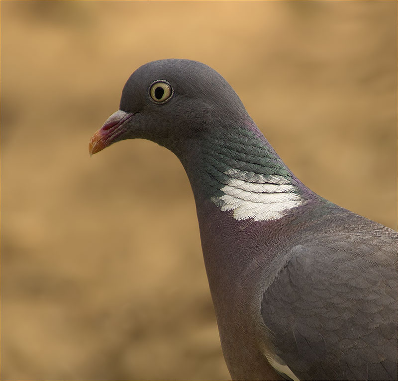 Tudó (Columba palumbus)