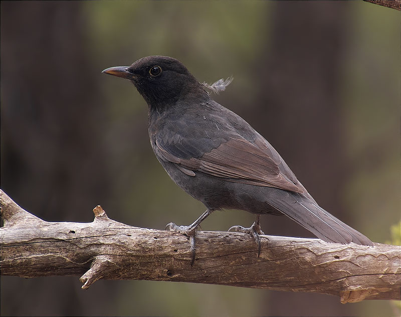 Jove mascle de Merla (Turdus merula)