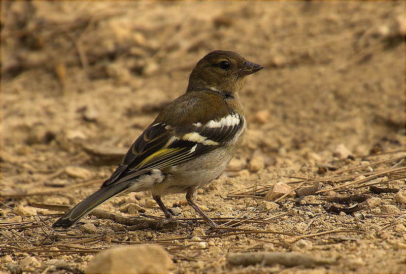 Femella de Pinsà comú (Fringilla coelebs)