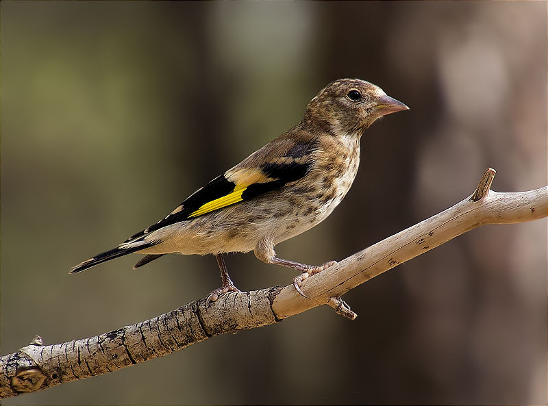 Jove de Cadernera (Carduelis carduelis)