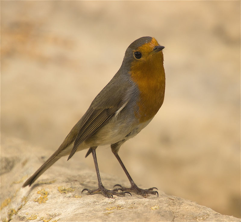 Pit roig (Erithacus rubecola)