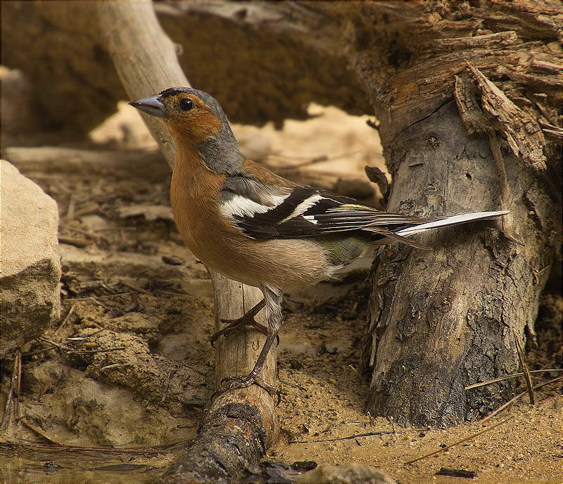 Mascle de Pinsà comú (Fringilla coelebs)