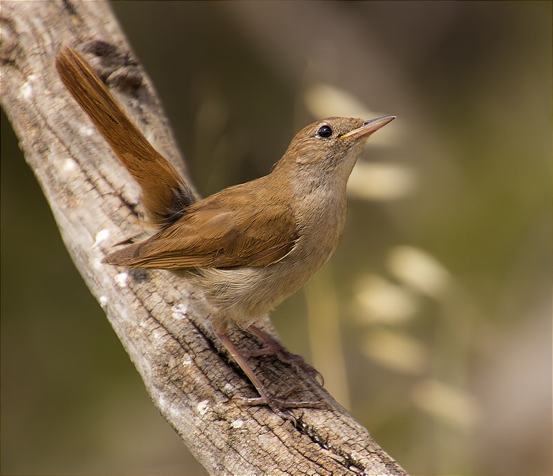 Rossinyol (Luscinia megarhynchos)