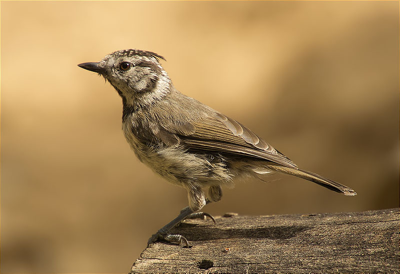 Mallerenga emplomallada (Parus cristatus)