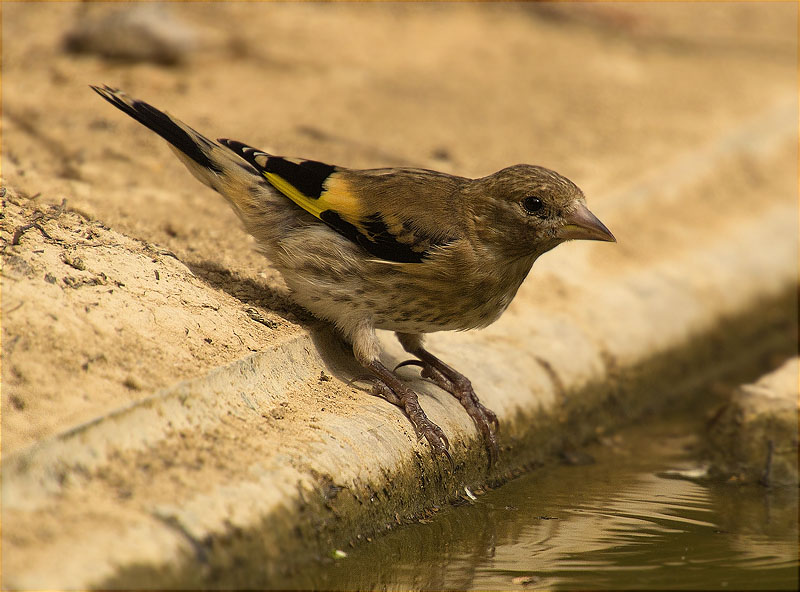 Jove de Cadernera (Carduelis carduelis)