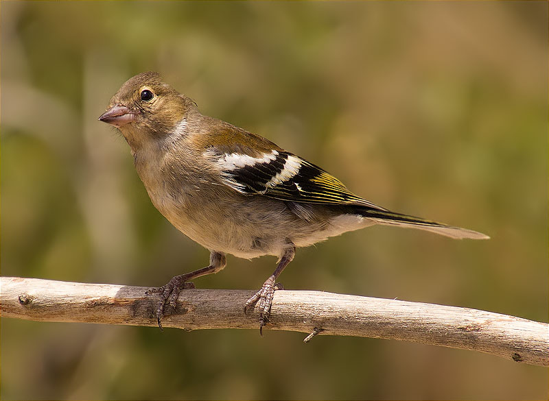 Jove de Pinsà comú (Fringilla coelebs)