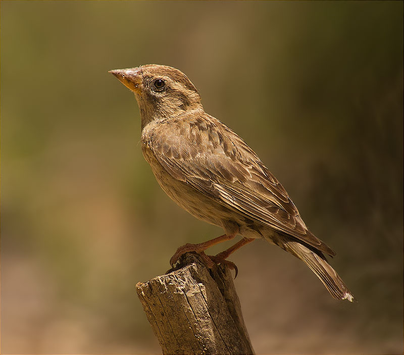 Pardal roquer (Petronia petronia)