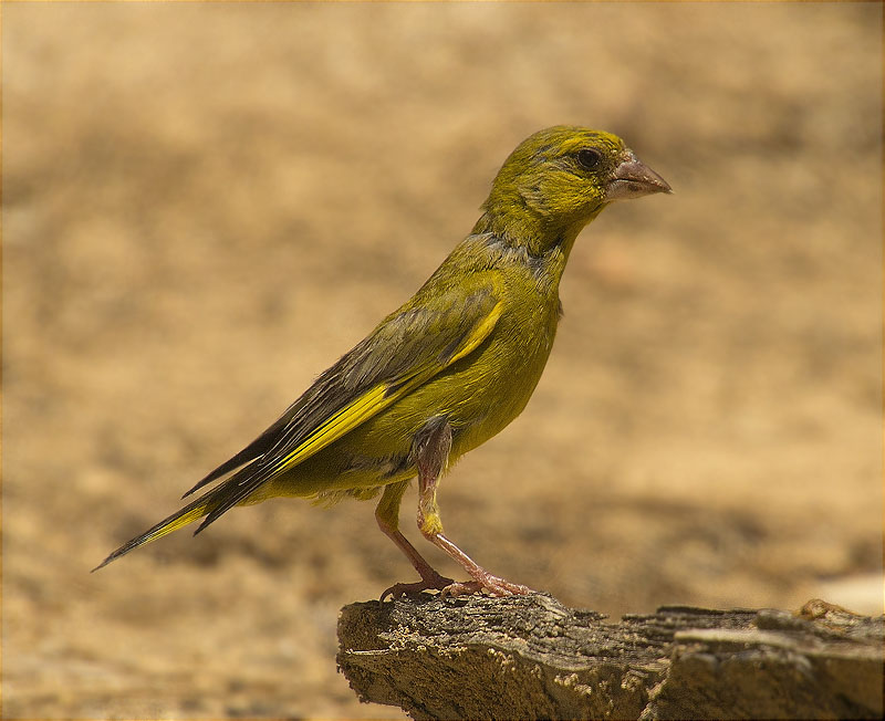 Mascle de Verdum (Carduelis chloris)