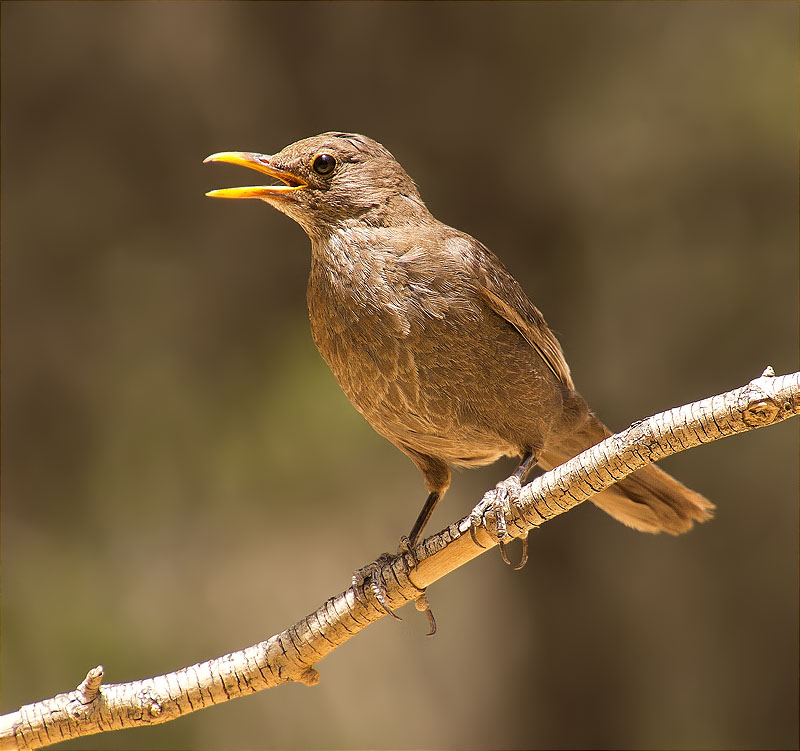 Femella de Merla (Turdus merula)