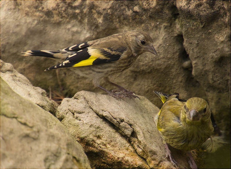 Jove de Cadernera (Carduelis carduelis)