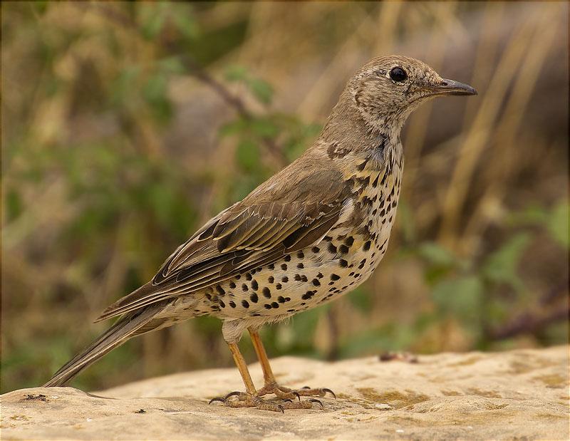 Griva (Turdus viscivorus)