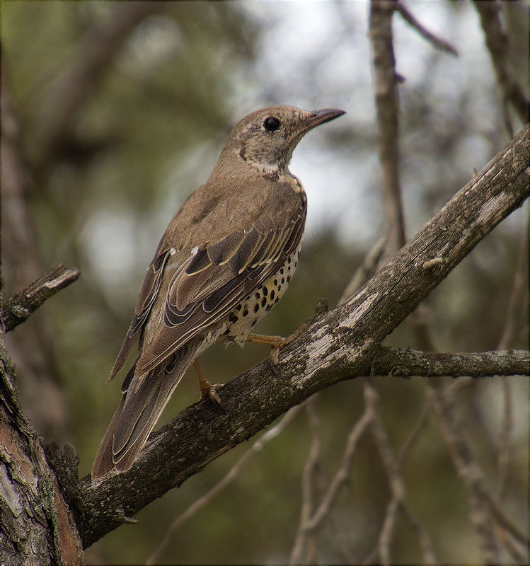 Griva (Turdus viscivorus)