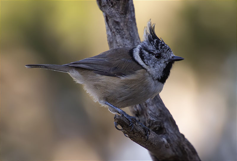 Mallerenga emplomallada (Parus cristatus)