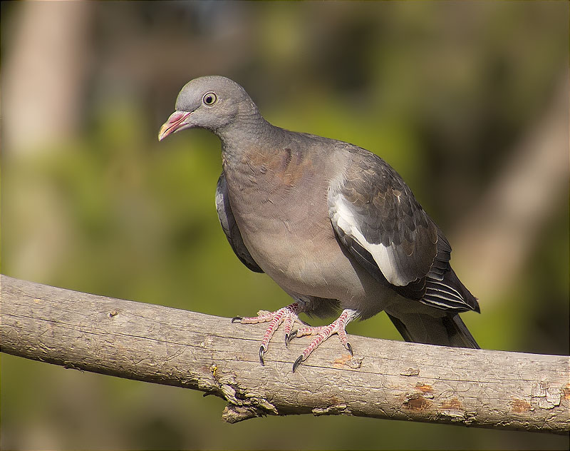 Jove de Tudó (Columba palumbus)