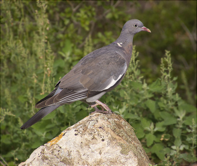 Jove de Tudó (Columba palumbus)