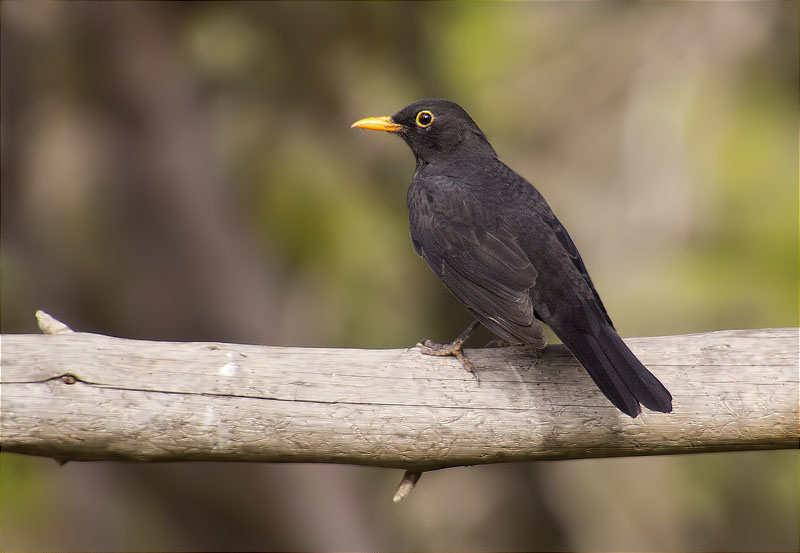 Mascle de Merla (Turdus merula)