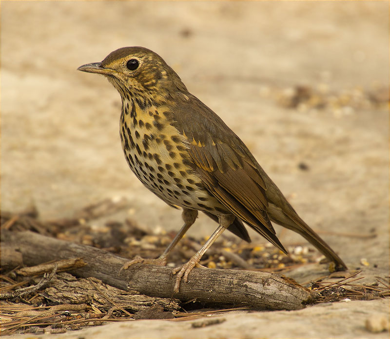 Tord comú (Turdus philomelos)