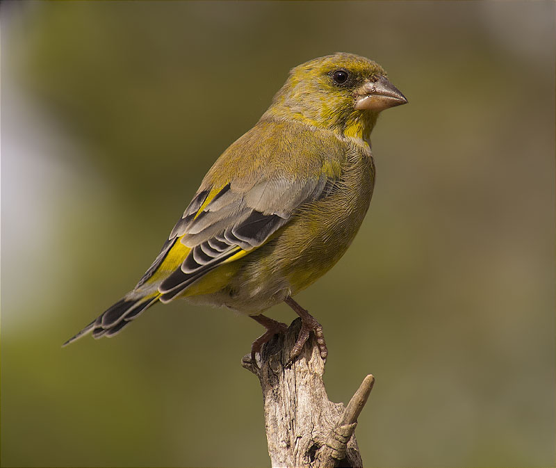 Femella de Verdum (Carduelis chloris)