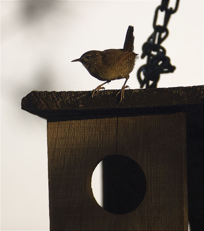 Cargolet (Troglodytes troglodytes)