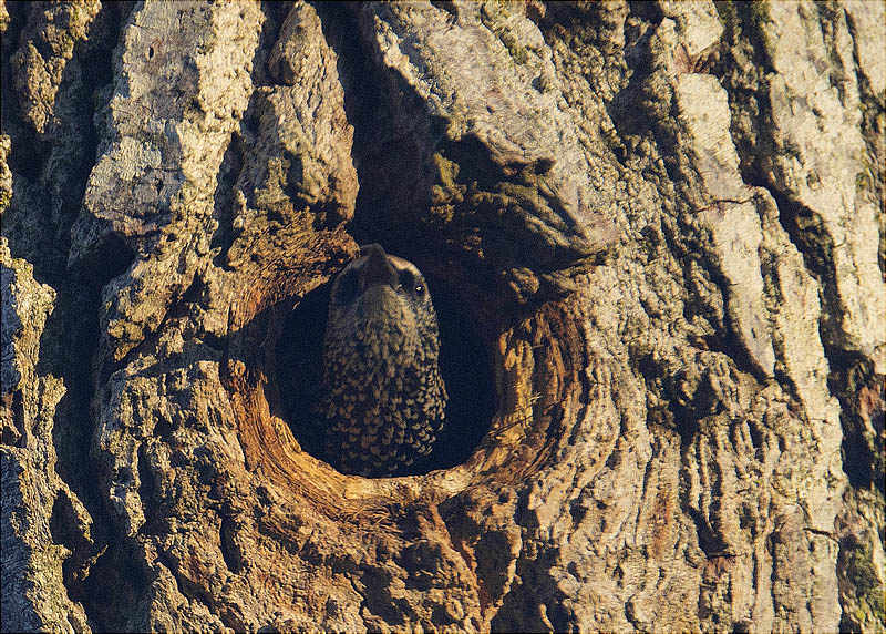 Estornell vulgar (Sturnus vulgaris)