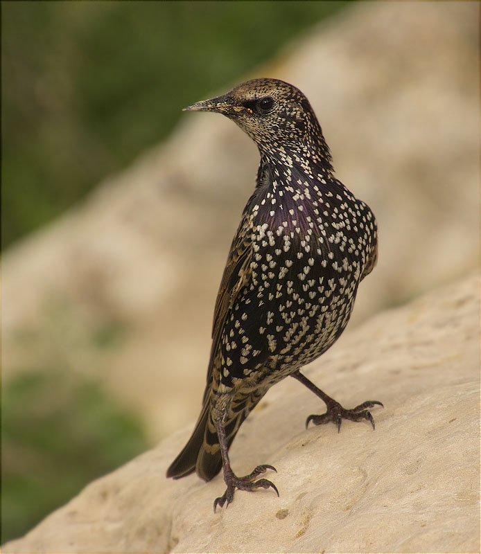 Estornell vulgar (Sturnus vulgaris)