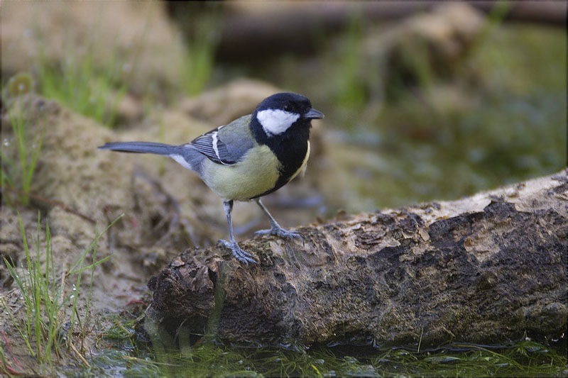 Mallerenga carbonera (Parus major)