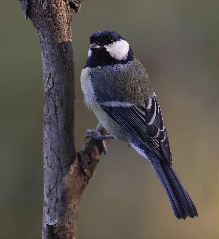 Mallerenga carbonera (Parus major)