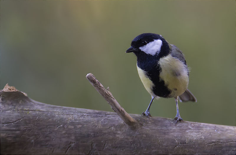 Mallerenga carbonera (Parus major)