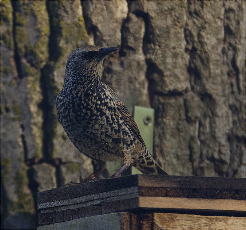 Estornell vulgar (Sturnus vulgaris)