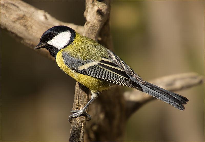 Mallerenga carbonera (Parus major)