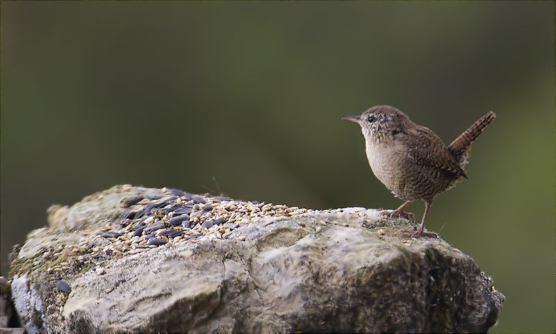 Cargolet (Troglodytes troglodytes)