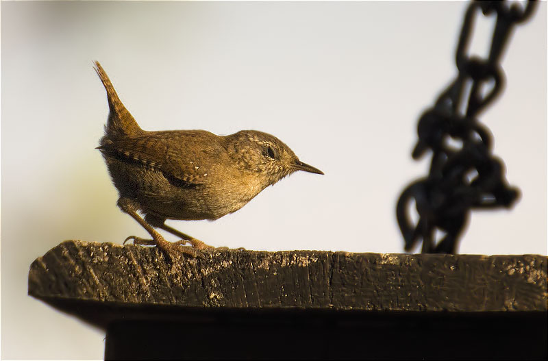 Cargolet (Troglodytes troglodytes)