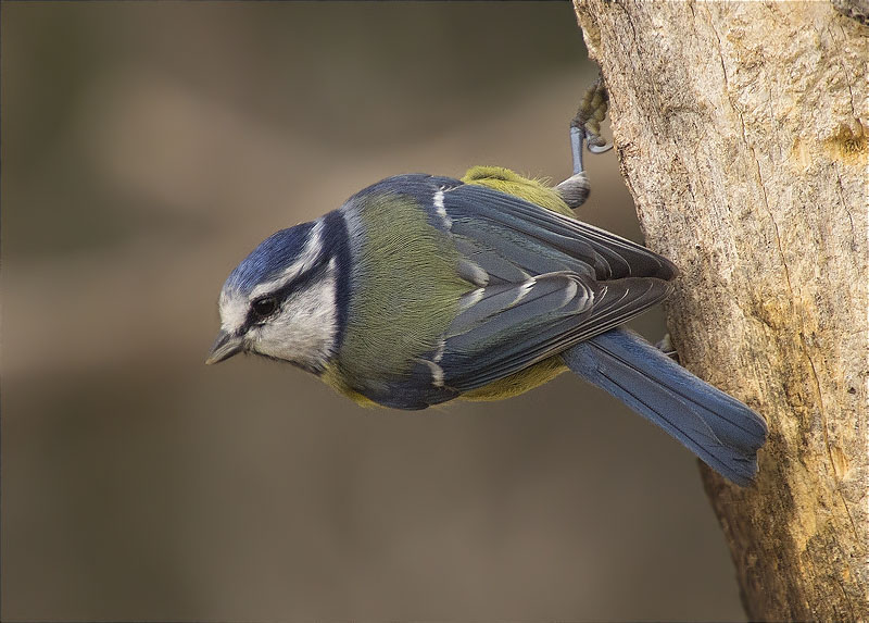 Mallerenga blava (Cyanistes caeruleus)