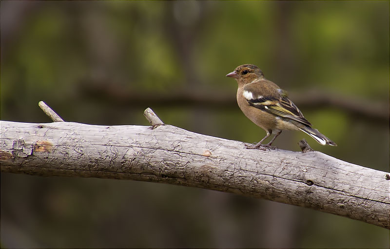 Pinsà comú (Fringilla coelebs)