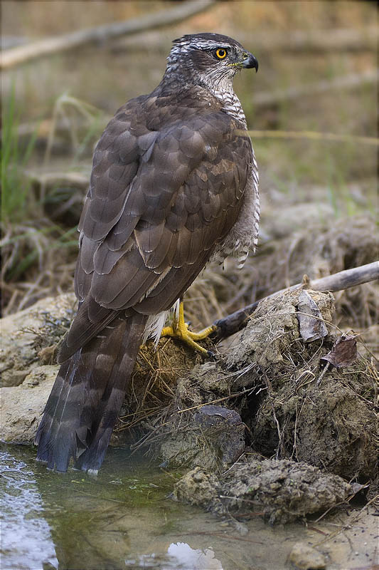 Astor (Accipiter gentilis)