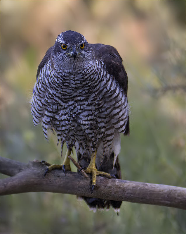 Astor (Accipiter gentilis)