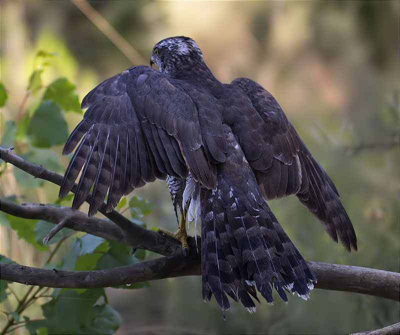 Astor (Accipiter gentilis)