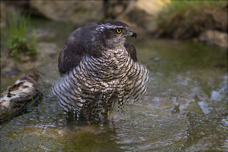 Astor (Accipiter gentilis)