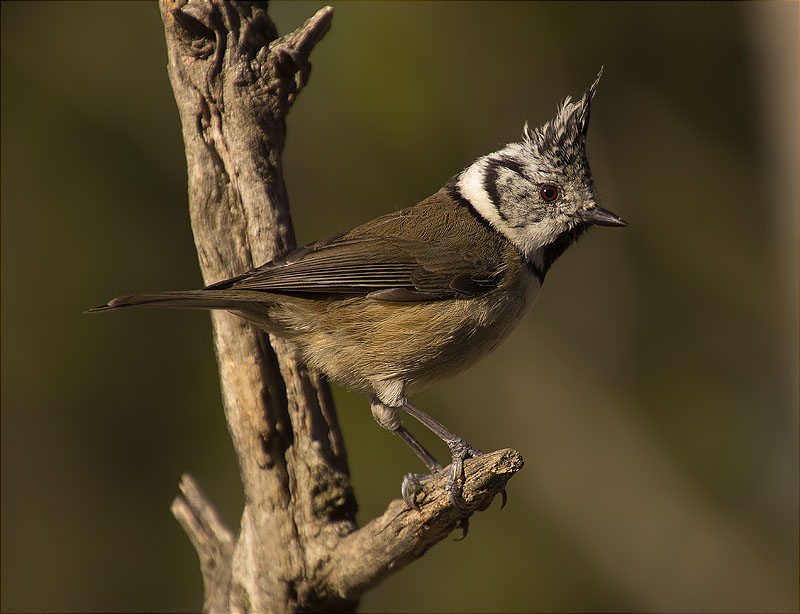 Mallerenga emplomallada (Parus cristatus)