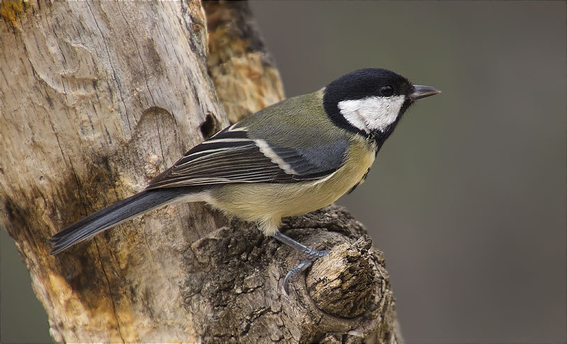 Mallerenga carbonera (Parus major)