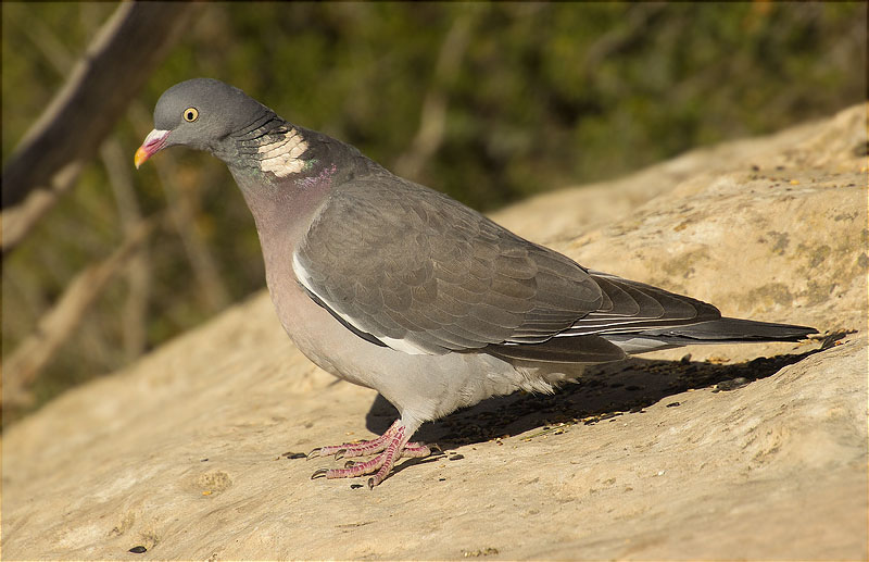 Tudó (Columba palumbus)