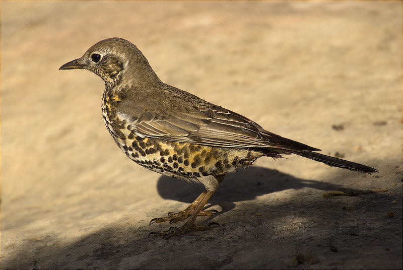 Griva (Turdus viscivorus)