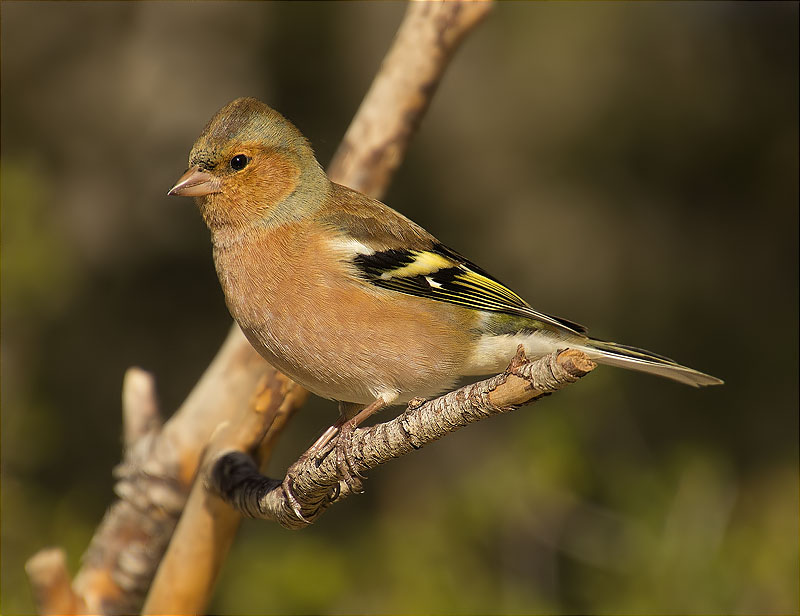 Mascle de Pinsà comú (Fringilla coelebs)