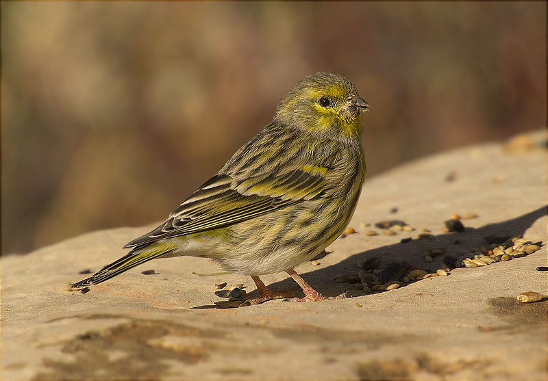 Gafarró (Serinus serinus)