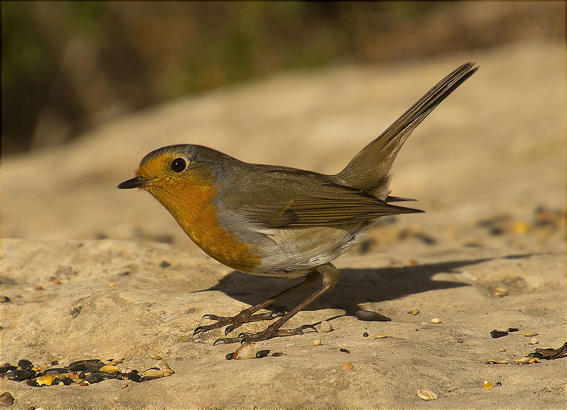 Pit roig (Erithacus rubecola)