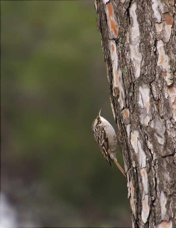 Raspinell comú (Certhia brachydactyla)