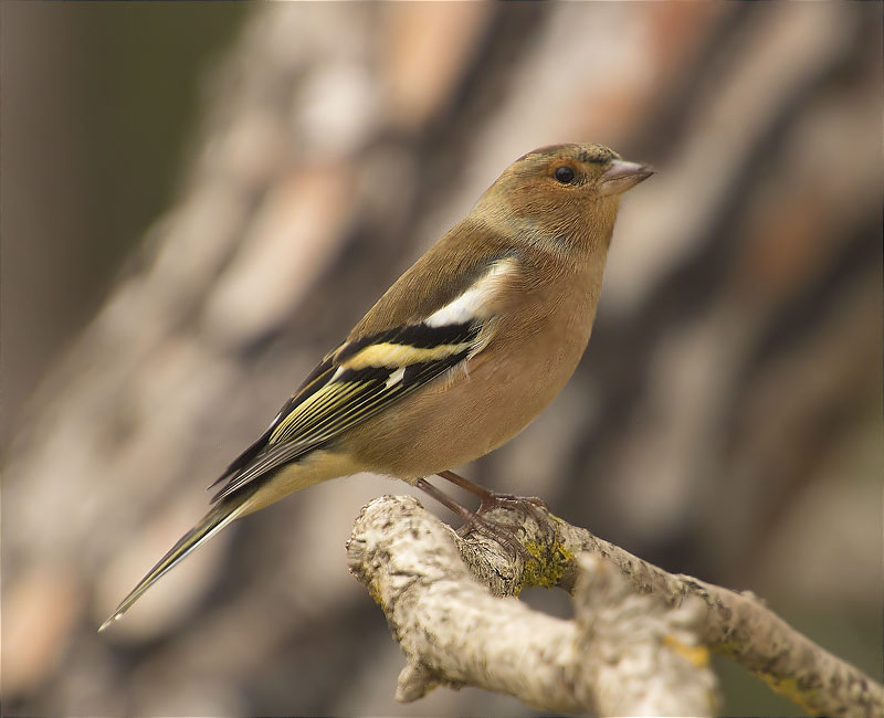 Mascle de Pinsà comú (Fringilla coelebs)