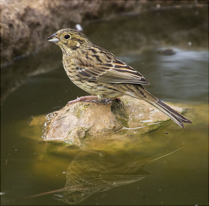 Femella de Gratapalles (Emberiza cirlus)