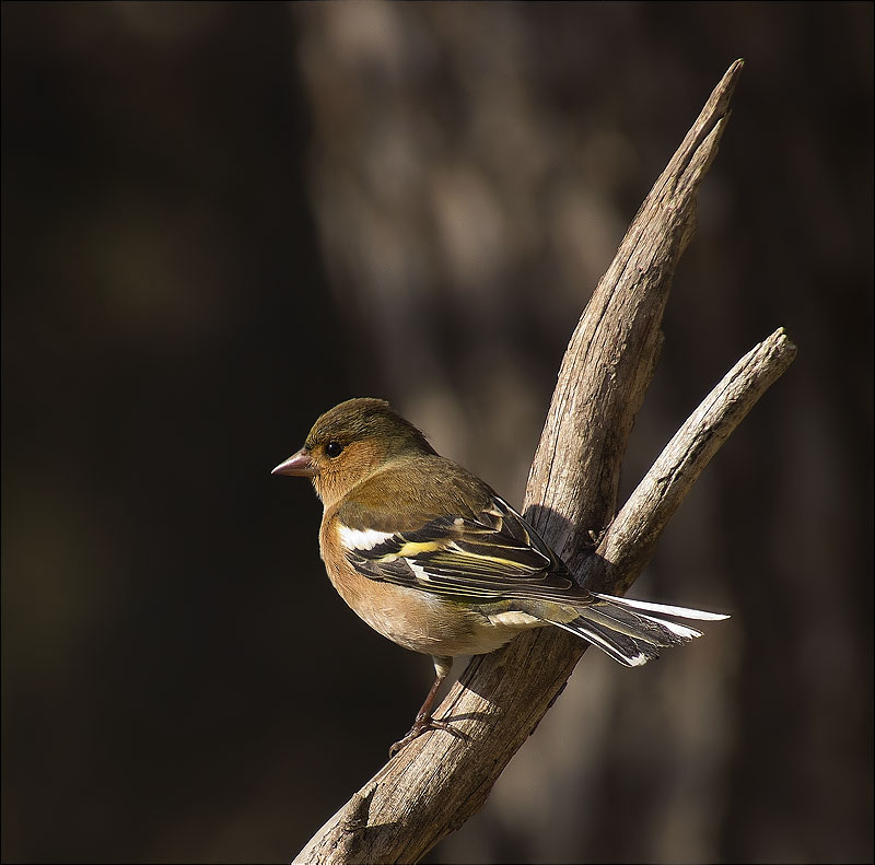 Mascle de Pinsà comú (Fringilla coelebs)