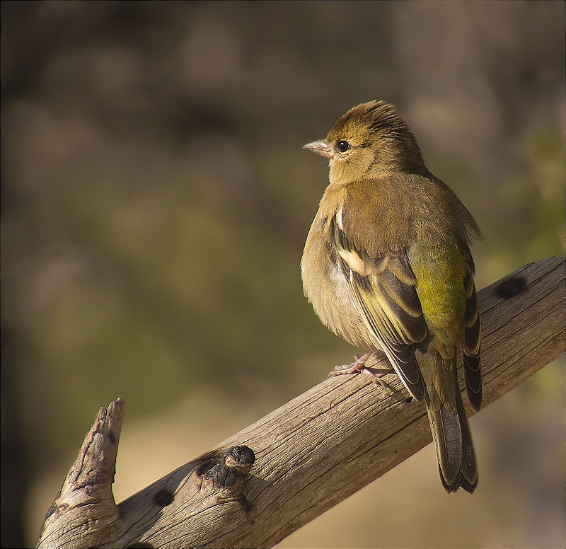 Mascle de Pinsà comú (Fringilla coelebs)